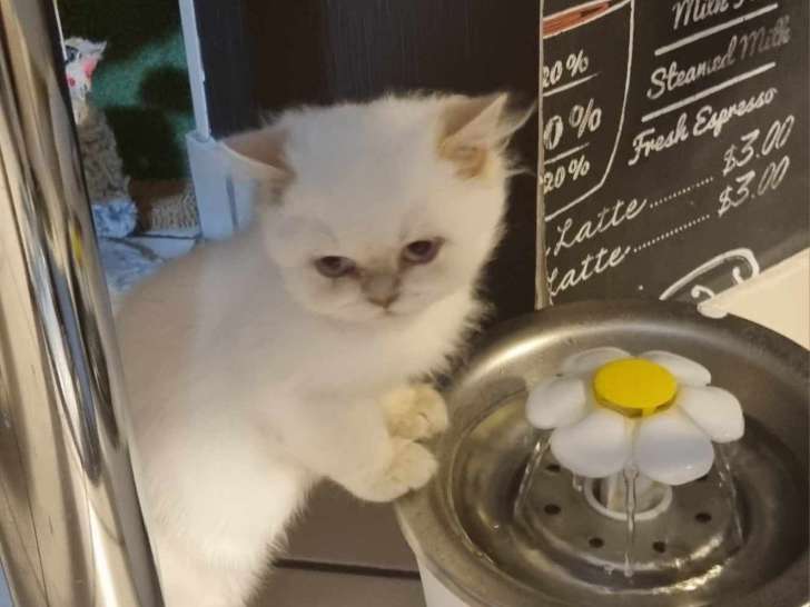 Chaton British Lonhaire à vendre