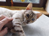 Chatte Bengal snow à vendre - Réservé !