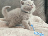 Chatons British Shorthair à vendre