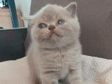 Chatons British Shorthair à vendre