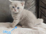 Chatons British Shorthair à vendre