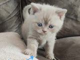 Chatons British Shorthair à vendre