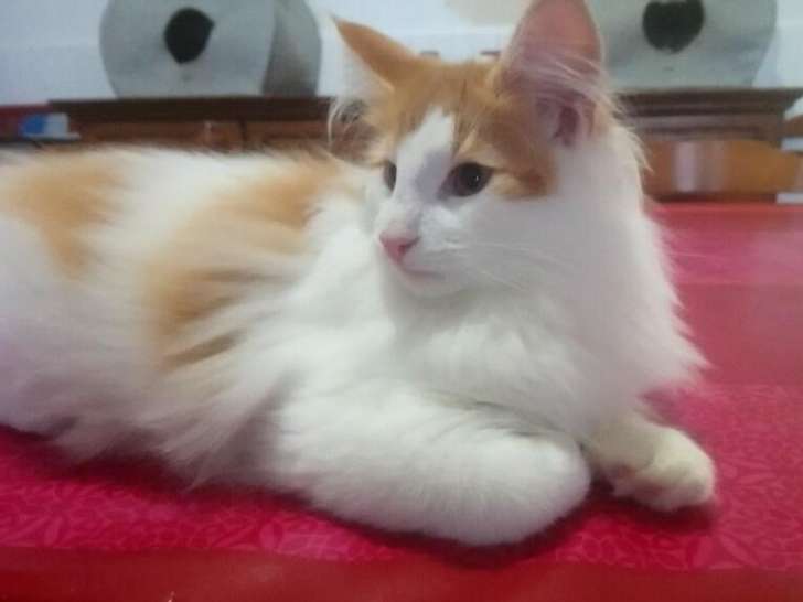 Chaton norvégien mâle 4 mois