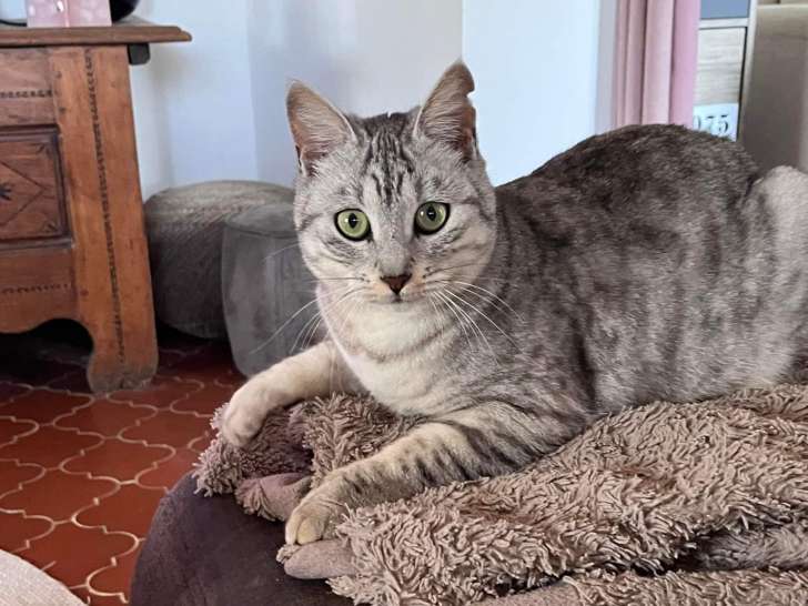 Tite, chatte à adopter