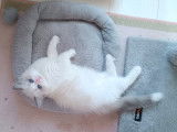 Chatons Ragdoll LOOF à vendre