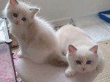 Chatons Ragdoll LOOF à vendre