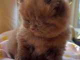 Chatons British Shorthair et Longhair couleurs rares