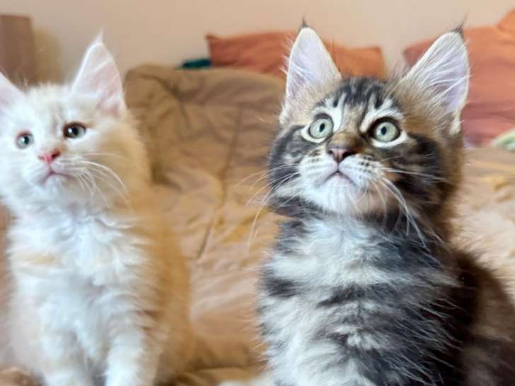 Chatons Maine Coon (encore 2)