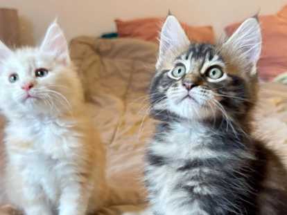 Chatons Maine Coon (encore 2)