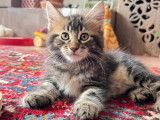 Chatons Maine Coon (encore 2)