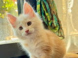 Chatons Maine Coon (encore 2)