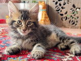 Chatons Maine Coon (encore 2)
