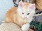 Chatons Maine Coon (encore 2)
