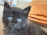 Chatons Maine Coon (encore 2)