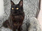 Mâle Maine Coon disponible pour saillie