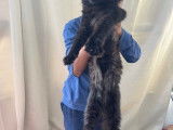 Mâle Maine Coon disponible pour saillie