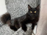 Mâle Maine Coon disponible pour saillie