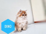 Chatons British Shorthair et Longhair à vendre