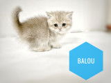 Chatons British Shorthair et Longhair à vendre