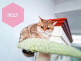 Chatons British Shorthair et Longhair à vendre
