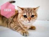 Chatons British Shorthair et Longhair à vendre