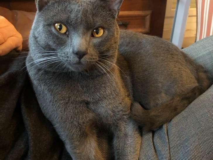 Mâle Chartreux inscrit au LOOF disponible pour saillie