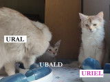 Adorables et tendres chatons Somali