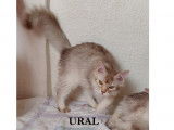Adorables et tendres chatons Somali