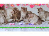 Adorables et tendres chatons Somali