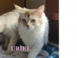 Adorables et tendres chatons Somali