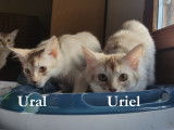 Adorables et tendres chatons Somali