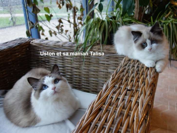 Chaton ragdoll LOOF