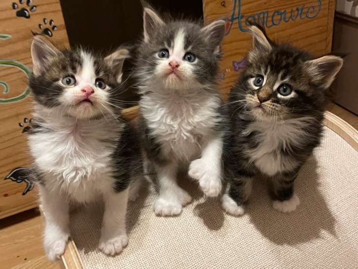 4 chatons Maine Coons LOOF disponibles à la réservation