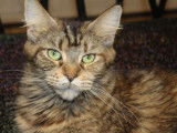 Chatte adulte Maine Coon marron de 2 ans LOOF à acheter