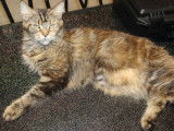 Chatte adulte Maine Coon marron de 2 ans LOOF à acheter