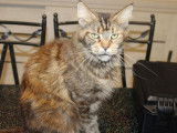 Chatte adulte Maine Coon marron de 2 ans LOOF à acheter