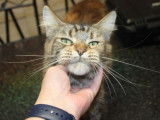Chatte adulte Maine Coon marron de 2 ans LOOF à acheter