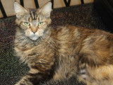 Chatte adulte Maine Coon marron de 2 ans LOOF à acheter