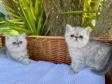 Chatons Exotic Shorthair à vendre
