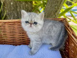 Chatons Exotic Shorthair à vendre
