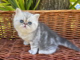 Chatons Exotic Shorthair à vendre
