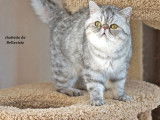 Chatons Exotic Shorthair à vendre