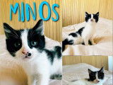 Disponible à l'adoption, un chaton mâle noir et blanc