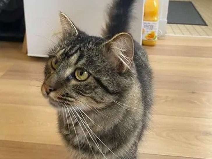 À céder : un chat tigré