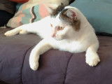 À donner : un chat tigré blanc