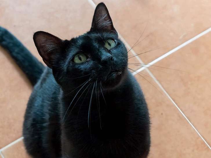 Disponible à l'adoption : un chat noir