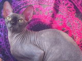 Chatte Sphynx chocolat LOOF d’un an à vendre