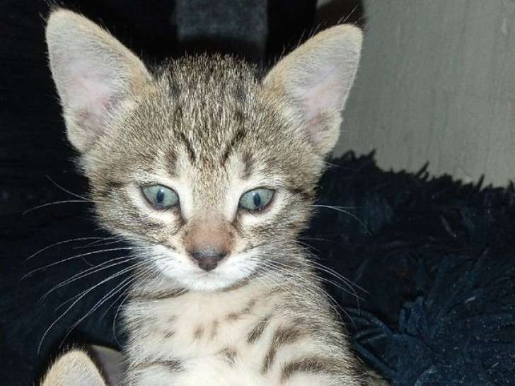 À réserver : deux chatonnes Savannah F5 LOOF