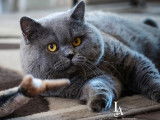 Des chotons British Shorthair noir LOOF disponibles à la vente