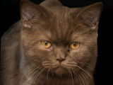 Des chotons British Shorthair noir LOOF disponibles à la vente